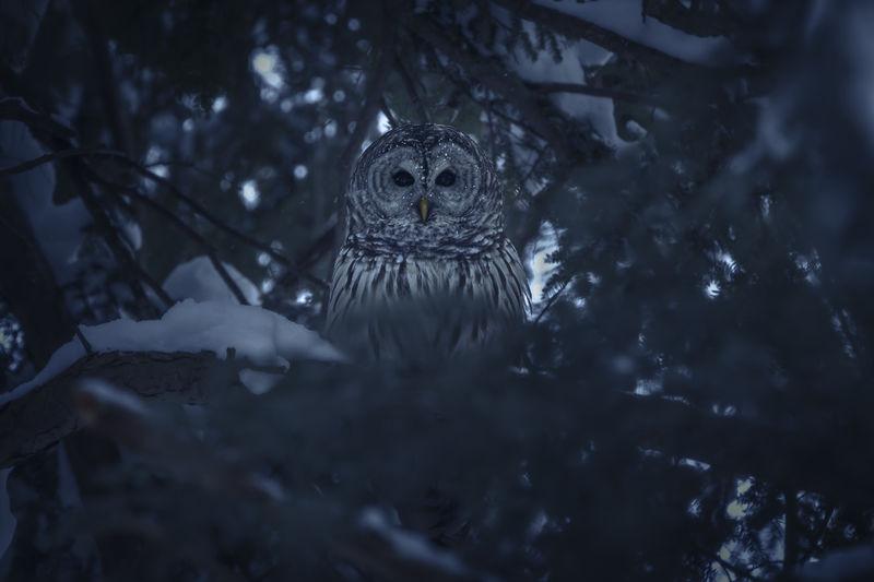 An owl sits in a snow-covered tree